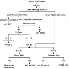 Flow Chart Gram Positive Bacilli Identification Print Page
