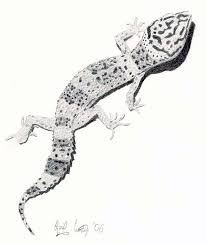 Leopard gecko drawing free download best leopard gecko. Leopard Gecko Pencil By Cerulean Serpent On Deviantart