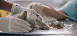 ペッツファースト