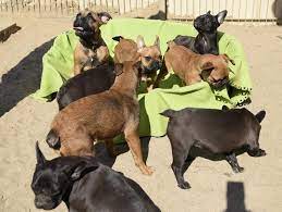 Dann können wir mit dir gemeinsam schauen, welcher hund zu dir passt. Aus Handel Befreit Aufgepappelte Welpen Suchen Ihr Zuhause Hamburger Tierschutzverein Von 1841 E V