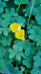 Image result for Oxalis pes-caprae