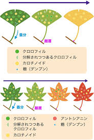なぜ赤くなる 紅葉のしくみやきれいな紅葉が見られる条件を解明 Honda Kids キッズ Honda