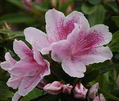 George Tabor Azalea Southern Indica Azaleas Evergreen Plants Live Plants