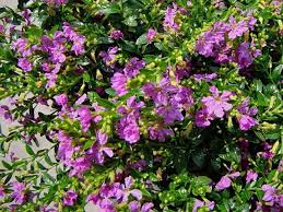 Image result for Cuphea