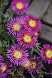 Image result for Delosperma spp.