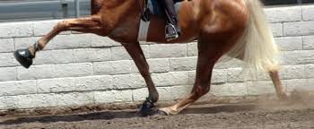 Their bloodlines were influenced by the plantation economy and needs in. Humane Society Sues To Compel Usda To Implement Withdrawn Soring Rule American Farriers Journal