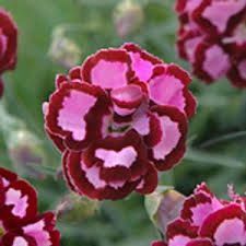 Dianthus Fruit Punch Apple Slice Buy Pinks Perennials Online Pink Perennials Pink Fruit Different Types Of Flowers