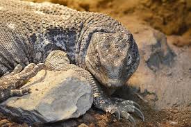 Waran kings, released 07 july 2005 1. The Lizard Zoo Animal Wild Gad Nature Skin Waran Piqsels