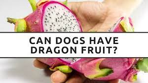 Can dogs eat dragon fruit? Can Dogs Eat Dragon Fruit Is Dragon Fruit Healthy For My Dog