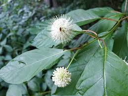 Image result for Dolichopentas