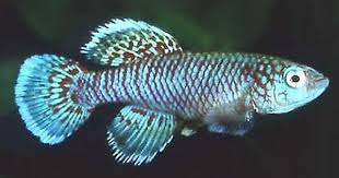 Details About 30 Eggs Nothobranchius Eggersi Blue Killifish Killi Egg Hatching Tropical Fish Tropical Fish Fish Tropical Freshwater Fish