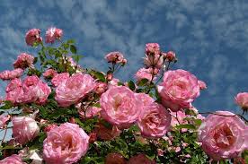 Maybe you would like to learn more about one of these? Viral Cari Arti Mimpi Warna Merah