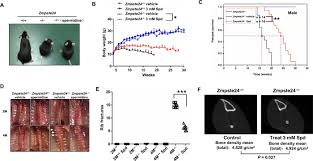 Lamin A Buffers Ck2 Kinase Activity To Modulate Aging In A