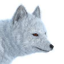 Image Arctic Fox Male Common Png The Hunter Wikia Fandom Arctic Fox Png Images Seal Pup
