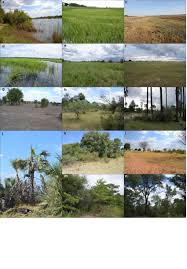 Image result for Paratheria