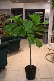 Image result for Ficus tesselata