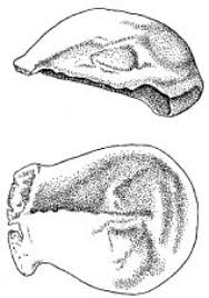 • er hat sich verändert. Homo Erectus Lexikon Der Biologie