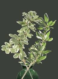 Image result for Pittosporum