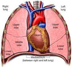 Mediastinum Ialah Rongga Yang Berada Di Antara Paru Paru Kiri Dan Paru Paru Kanan Rongga Mediastinum Berisi Aorta Jant Heart And Lungs Thoracic Cavity Lunges