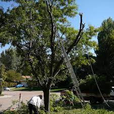 We did not find results for: Moreton Tree Lopping Tree Lopping Kippa Ring Redcliffe Rothwell