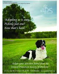 We do home visits to finalize adoptions and/or deliver the adopted dog. The Story Behind This Ad For The Triangle Dog Pet Photographer Raleigh Nc Tara Lynn Co Photo