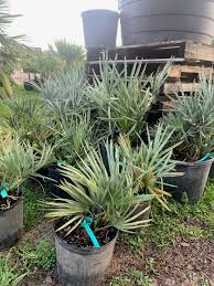 Image result for Serenoa repens