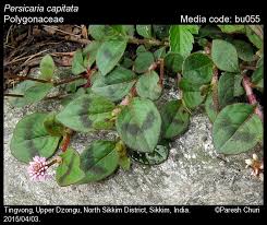 Image result for Buchnera capitata