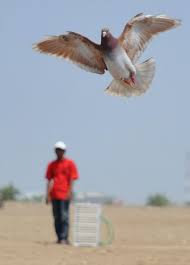 Best free png heron , hd heron png images, png png file easily with one click free hd png images, png design and transparent background with high quality. Foto Melatih Burung Merpati Balap Merdeka Com