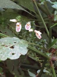 Image result for Isoglossa milanjiensis