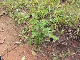 Image result for Pasaccardoa grantii