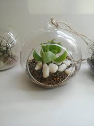 They've learned how to compete for survival all over the world. Hanging Glass Balls Hanging Planters Terrariums Cape Town
