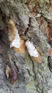 They crawl up trees and out on the limbs and start eating tree leaves. Why An Invasive Moth Caterpillar Infestation Is Breaking Records In Central Canada Cbc News