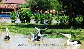 Maybe you would like to learn more about one of these? Semarang Mania Posts Facebook