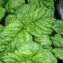 Image result for Basilicum