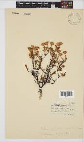 Image result for Felicia filifolia