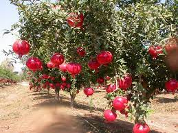 Pin On Seeds