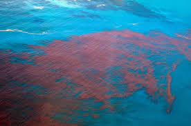 Jul 16, 2021 · 7:27 pm edt, sun july 18, 2021 lee county, fla. Red Tide Continues To Irritate Southwest Florida Beaches Florida Insider