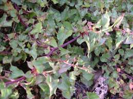 Image result for Rumex sagittatus