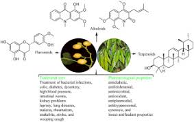 Image result for Vepris sansibarensis