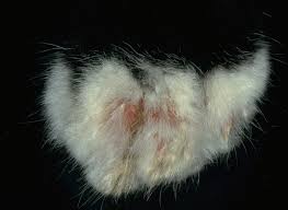 Image result for Trombicula autumnalis bites