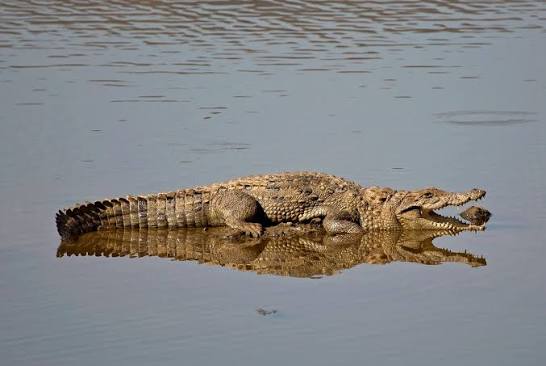 Mugger Crocodile in Sariska Tiger Reserve, India.
