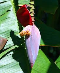 10 Uses Of Banana Trees Dengarden Home And Garden