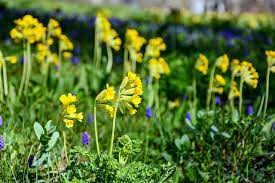 Maybe you would like to learn more about one of these? 10 Flowers That Bloom At Night And Have Sweet Fragrance Trinjal Com