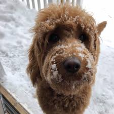 Image result for goldendoodle teddy bear cut goldendoodle grooming, goldendoodle haircuts, mini. Haircuts For Your Doods