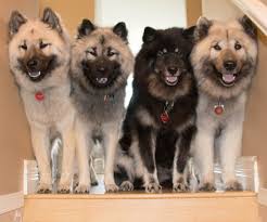 Search by breed, size, & more. Eurasier