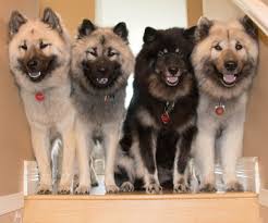 We are a natural rearing dog breeder of a very rare and special breed called eurasier. Eurasier