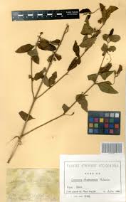 Image result for Lantana ukambensis