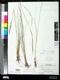 Image result for Dignathia gracilis