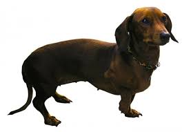 Dachshund Sosis