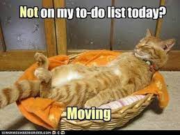 Not Moving Today Funny Cats Silly Cats Cats